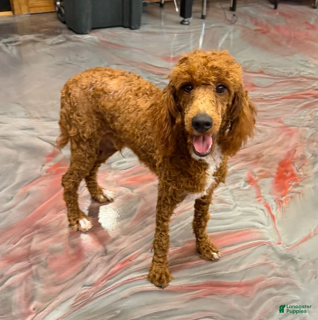 Miniature Poodle dogs for sale: Fireball - Ad 1
