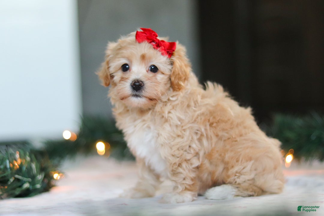 Havapoo dogs for sale: Reese - Ad 6