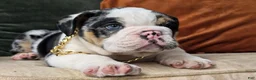 English Bulldog dogs for sale: Bubbles - Ad 4