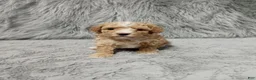 Havapoo dogs for sale: Zoey 🌷 Toy/Minature - Ad 45