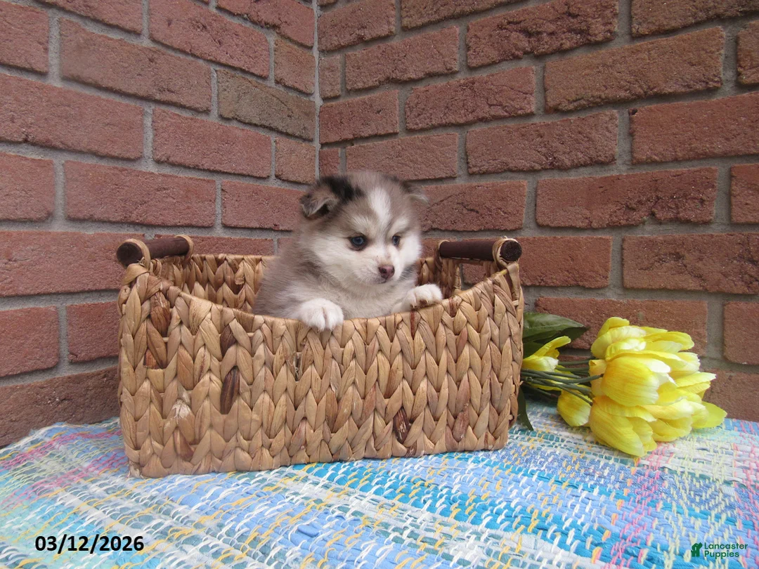 Pomsky dogs for sale: Bobby - Ad 3