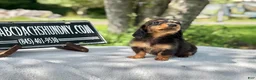 Miniature Dachshund dogs for sale: Russian AKC dapple Lh girl - Ad 6