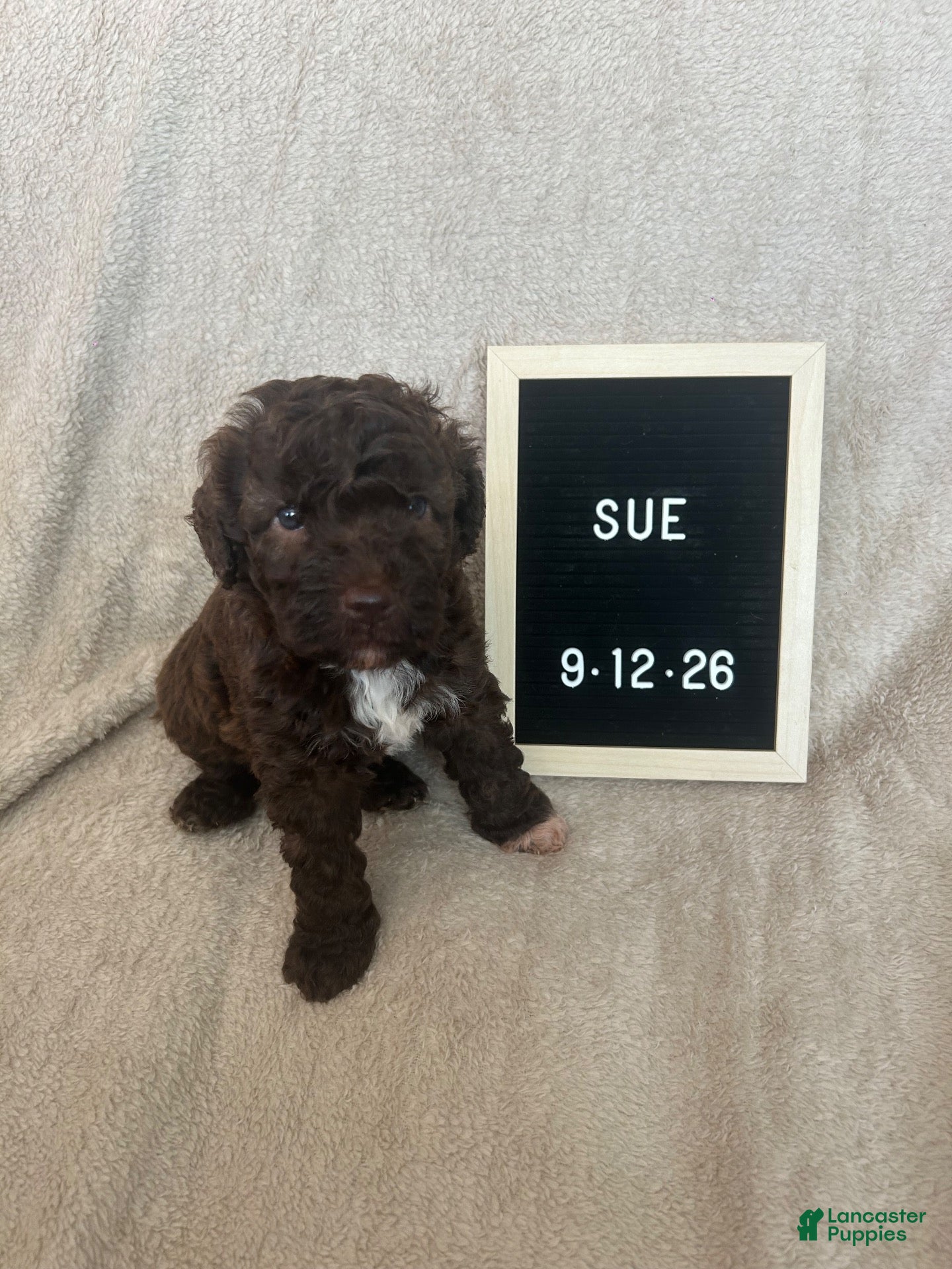 Lagotto Romagnolo dogs for sale: Sue - Ad 1