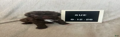 Sue