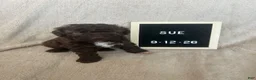Lagotto Romagnolo dogs for sale: Sue - Ad 1