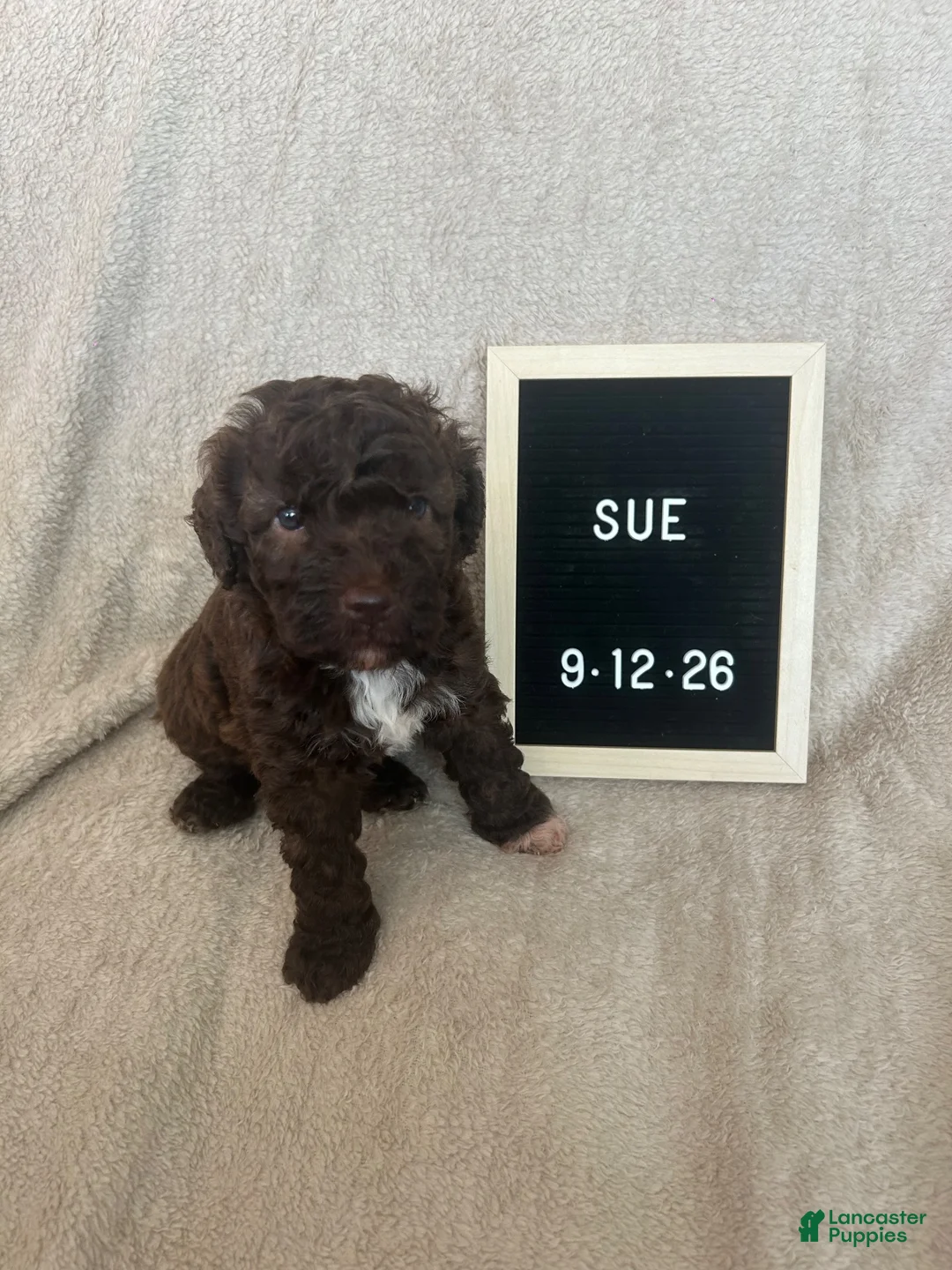 Lagotto Romagnolo dogs for sale: Sue - Ad 1