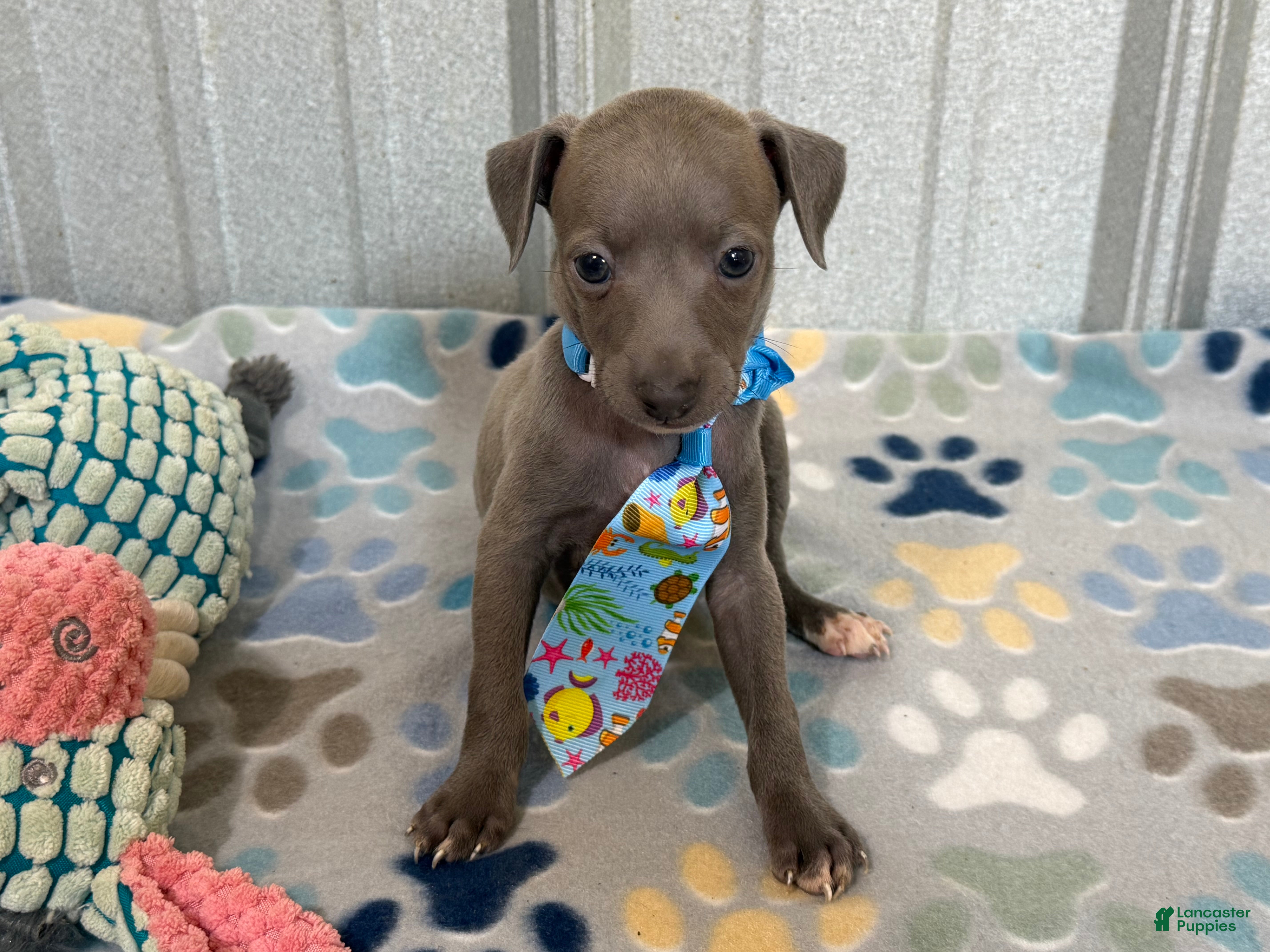 Italian Greyhound dogs Shark - Ad 2