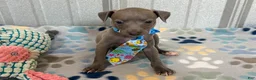 Italian Greyhound dogs for sale: Shark - Ad 2