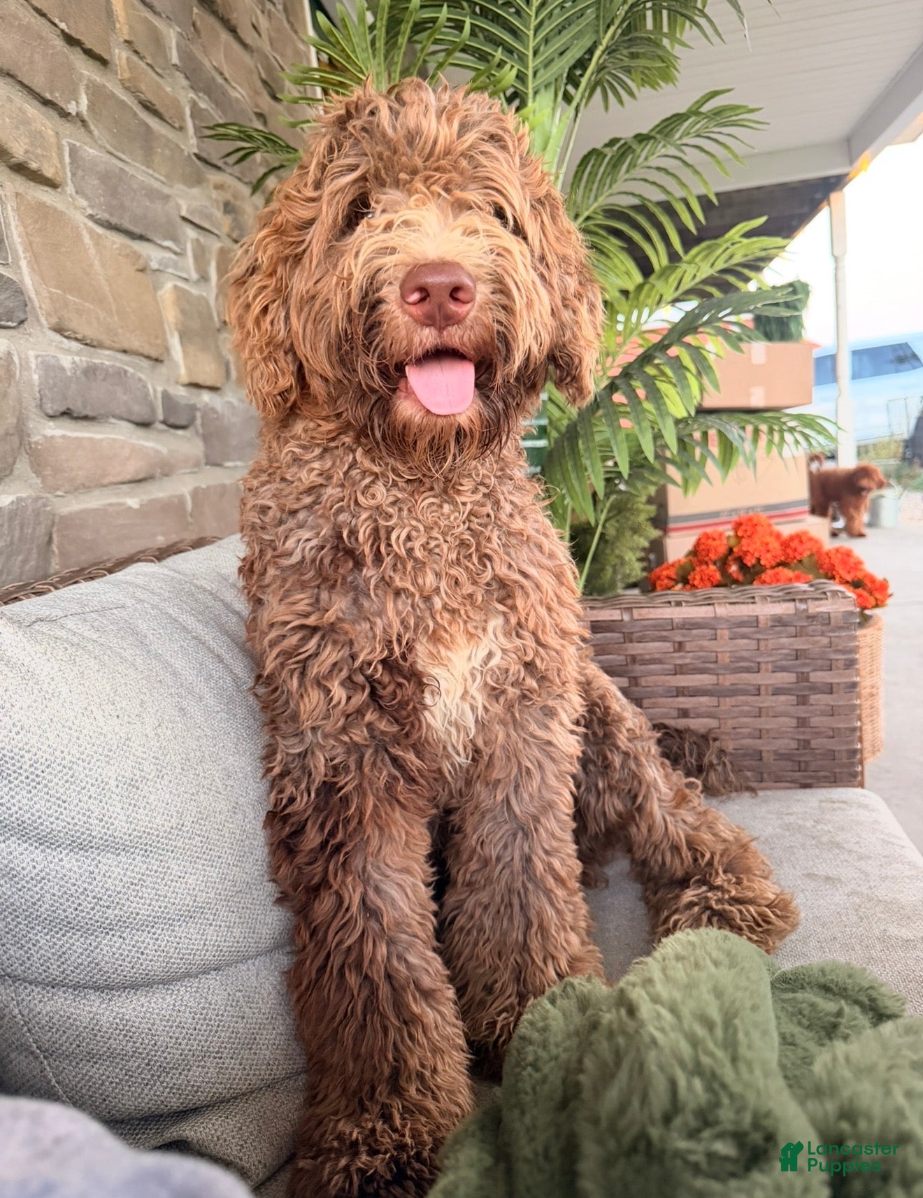 Goldendoodle dogs Teddy  - Ad 2