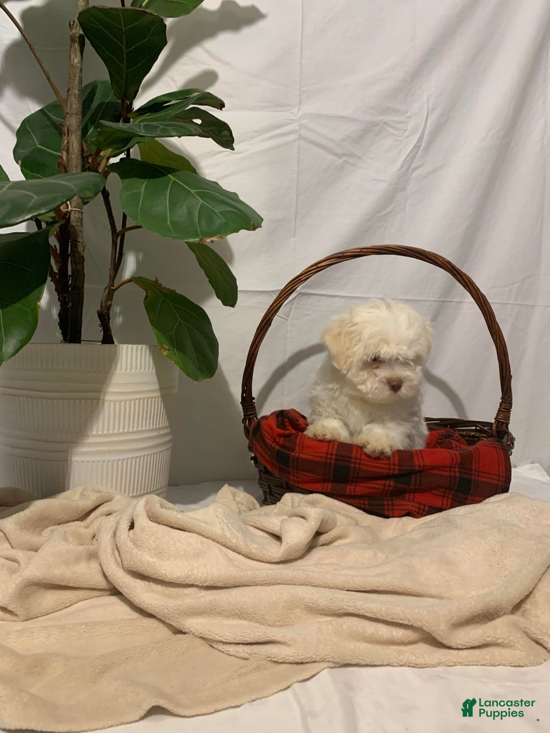 Havanese dogs for sale: Ollie - Ad 2