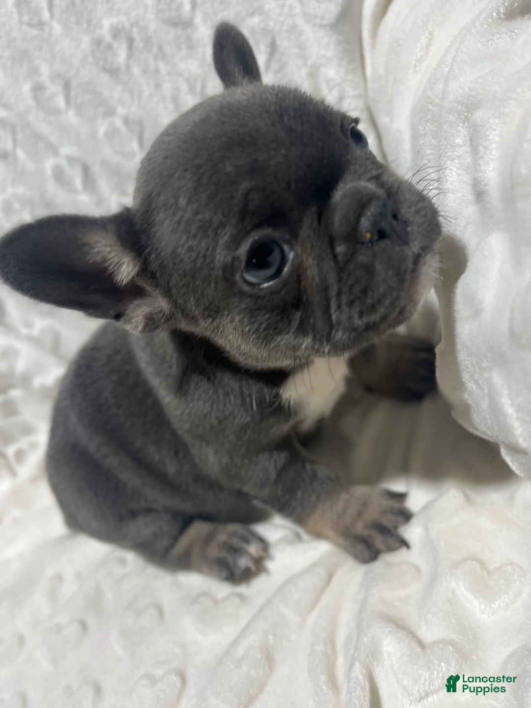French Bulldog dogs for sale: French Bulldog Puppy 8 - Ad 1