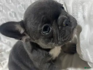 French Bulldog dogs French Bulldog Puppy 8 - Ad 39