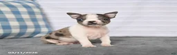 Boston Terrier dogs for sale: Rex - Ad 5