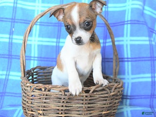 Chihuahua dogs - Ad 33