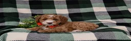 Miniature Poodle dogs for sale: Santiago  - Ad 4