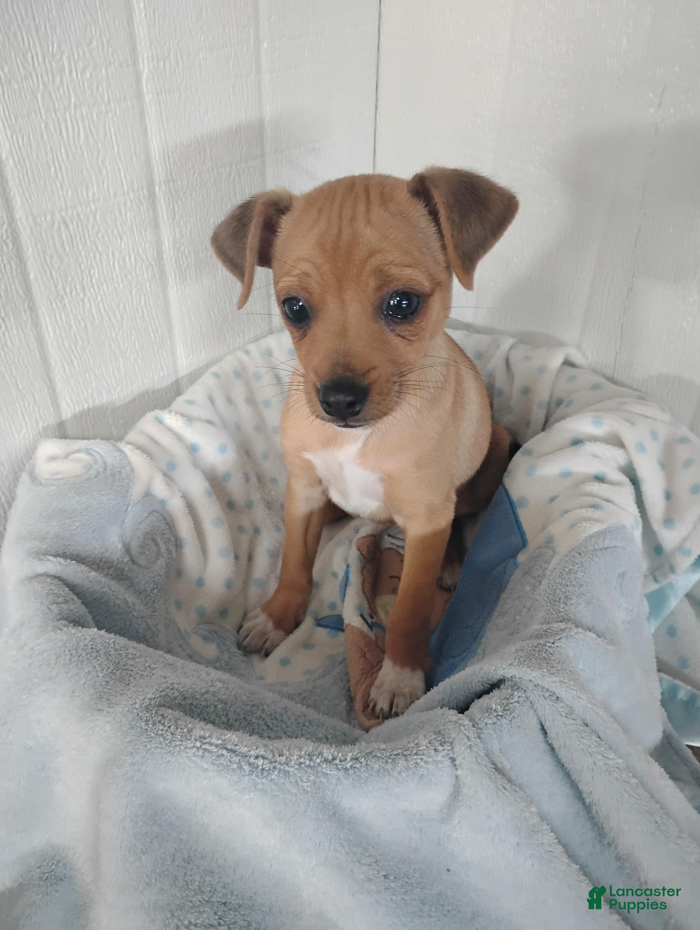 Chihuahua dogs for sale: Butterscotch - Ad 2