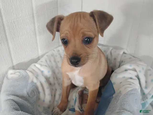 Chihuahua dogs for sale: Butterscotch - Ad 2
