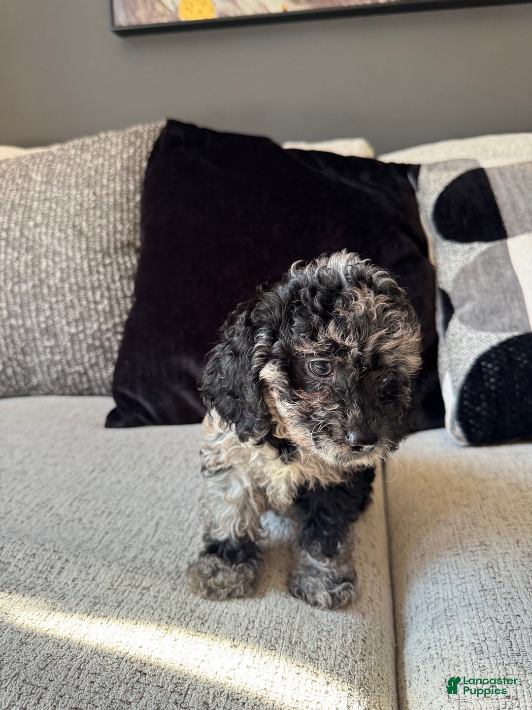 Toy Poodle dogs for sale: Misti - Ad 12