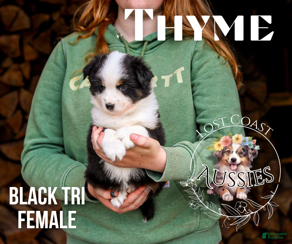 Miniature Australian Shepherd dogs Thyme - Ad 3