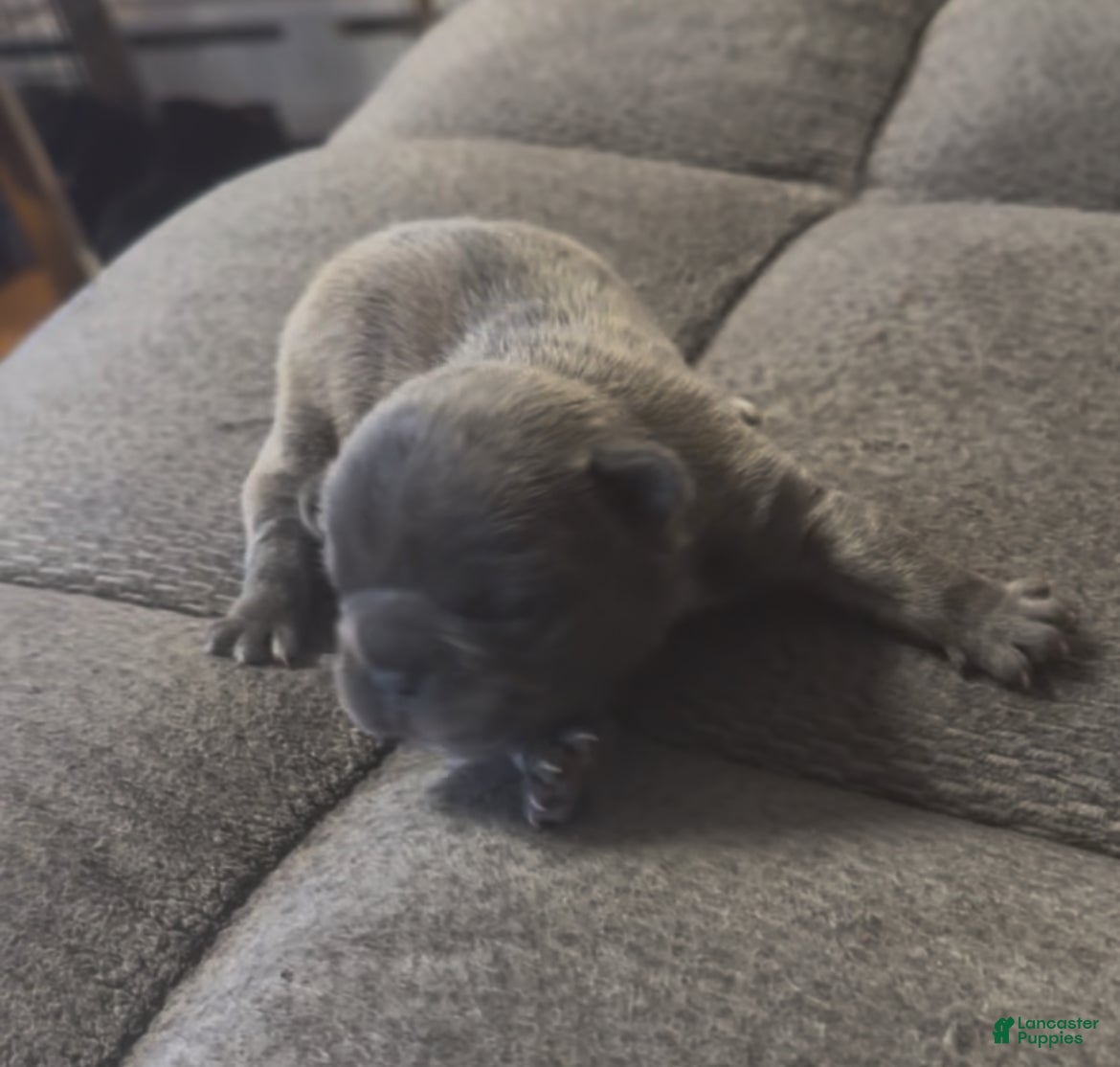 French Bulldog dogs French Bulldog Puppy 1 - Ad 3