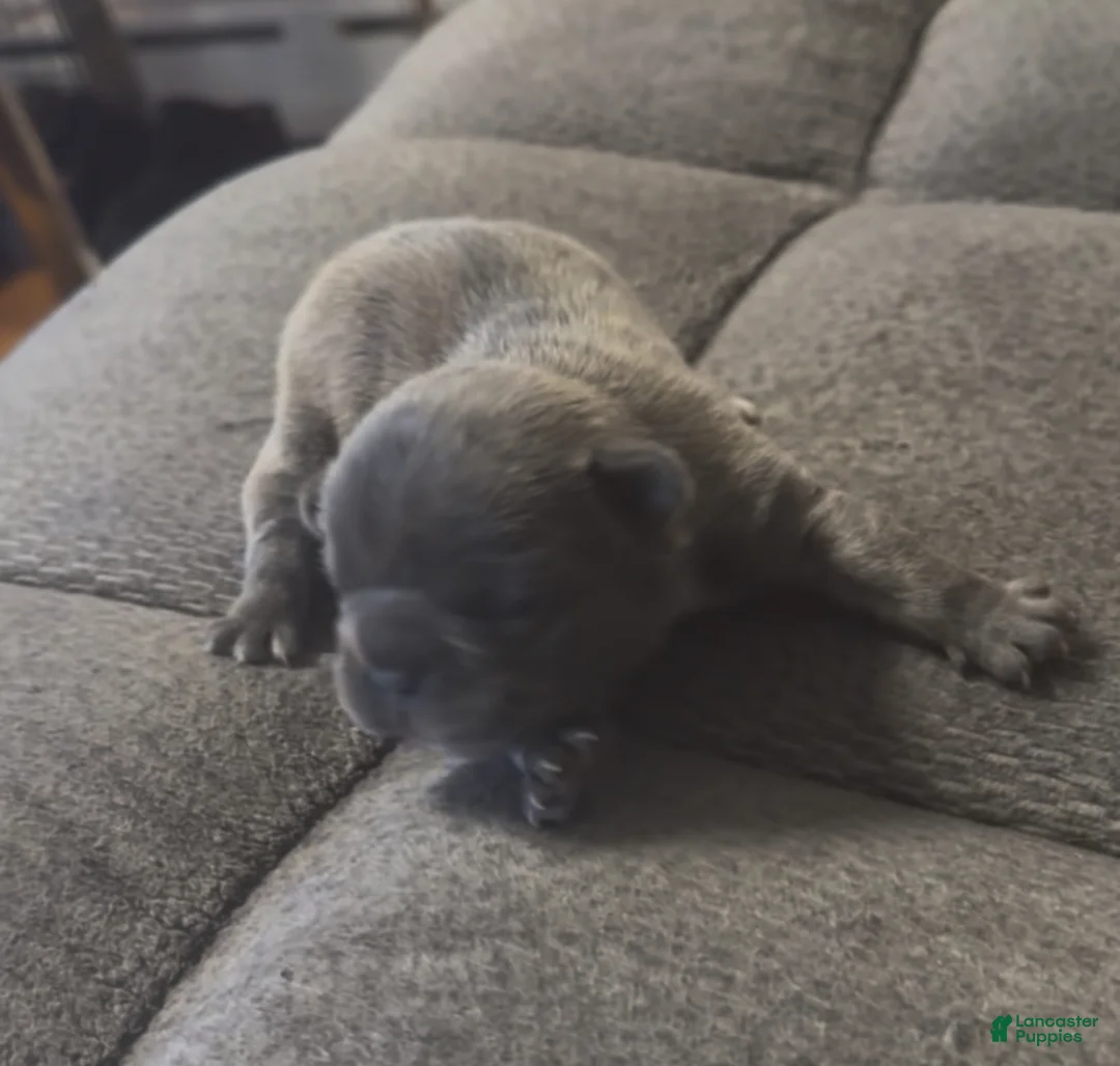 French Bulldog dogs for sale: French Bulldog Puppy 1 - Ad 1