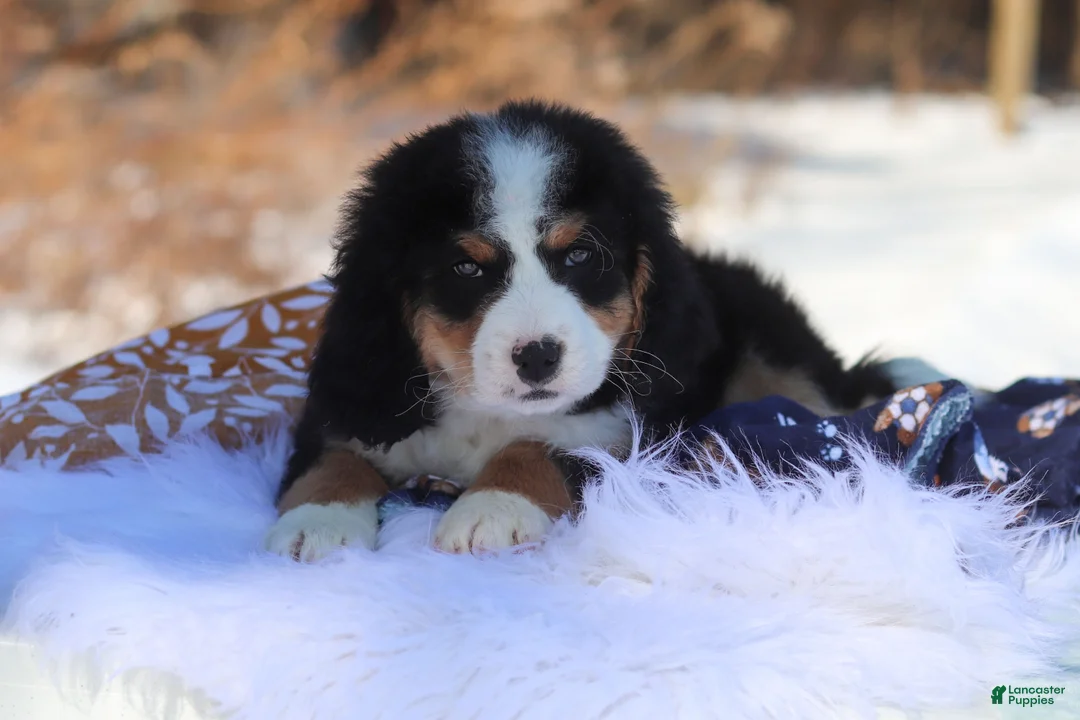 Mini Bernedoodle dogs for sale: Brody - Ad 4