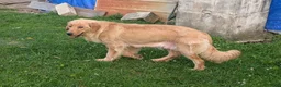 Golden Retriever dogs for sale: Daisy - Ad 6