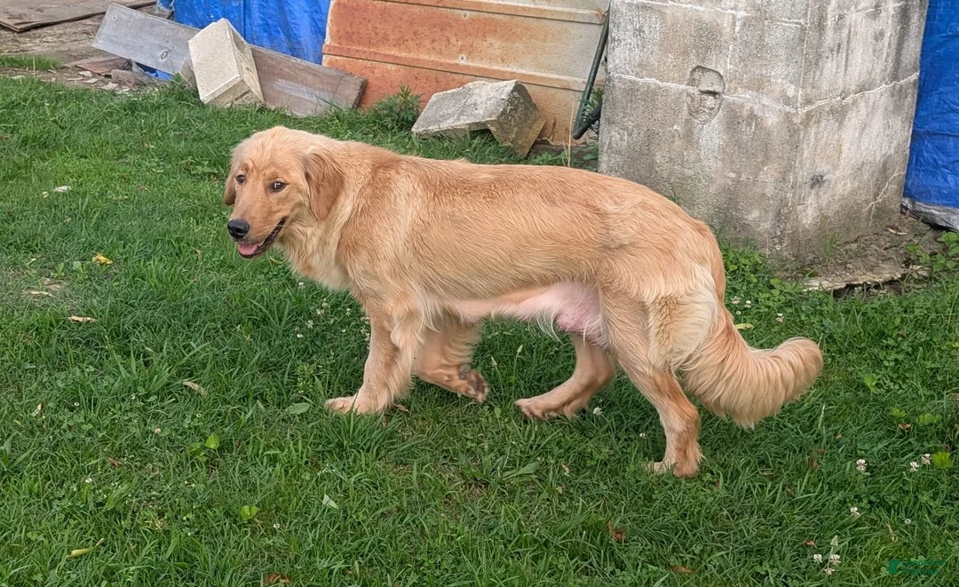 Golden Retriever dogs for sale: Daisy - Ad 6