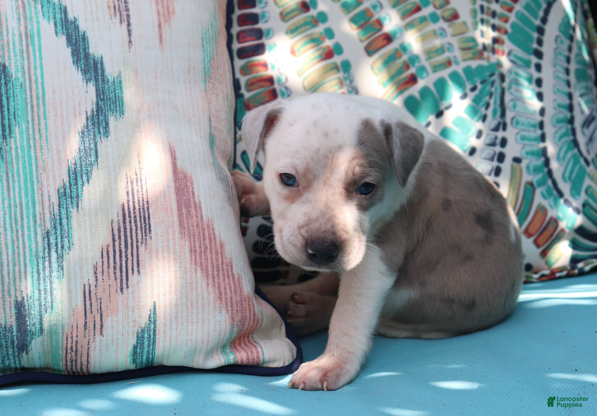 American Bully dogs Red - Ad 14