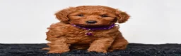 Mini Goldendoodle dogs for sale: Mr. Lex - Ad 3