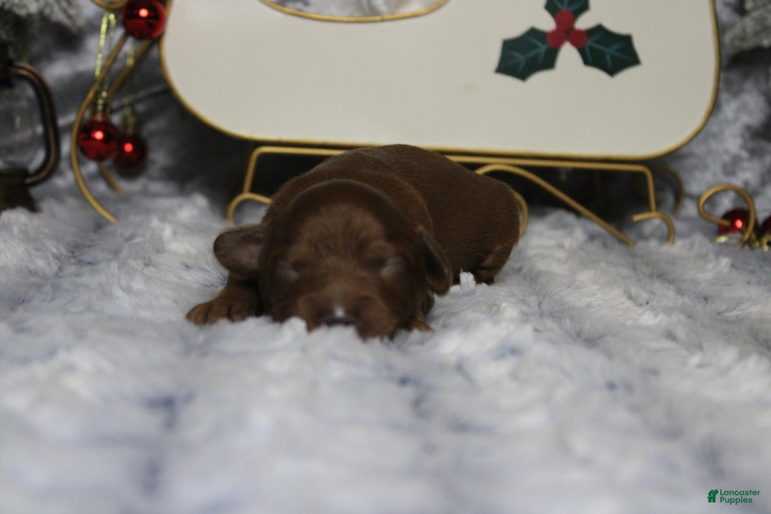 Cavapoo dogs for sale: Cinnamon  - Ad 3