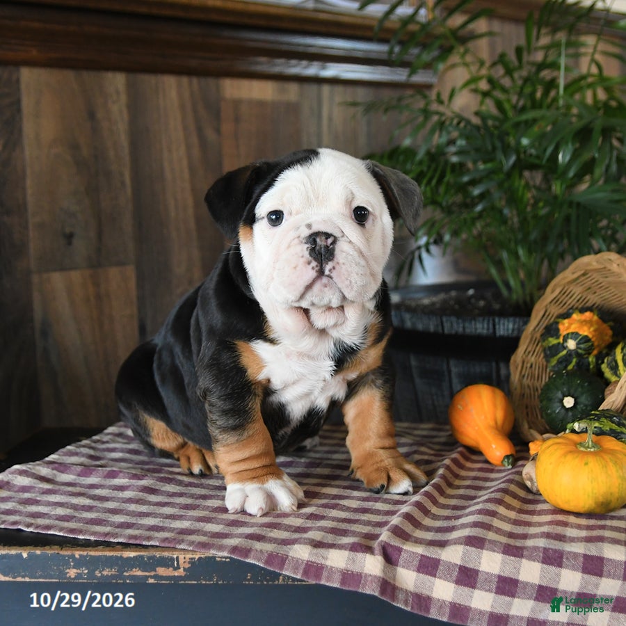 English Bulldog dogs for sale: Wes - Ad 1