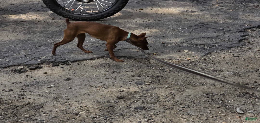 Gallery Image {{count}}