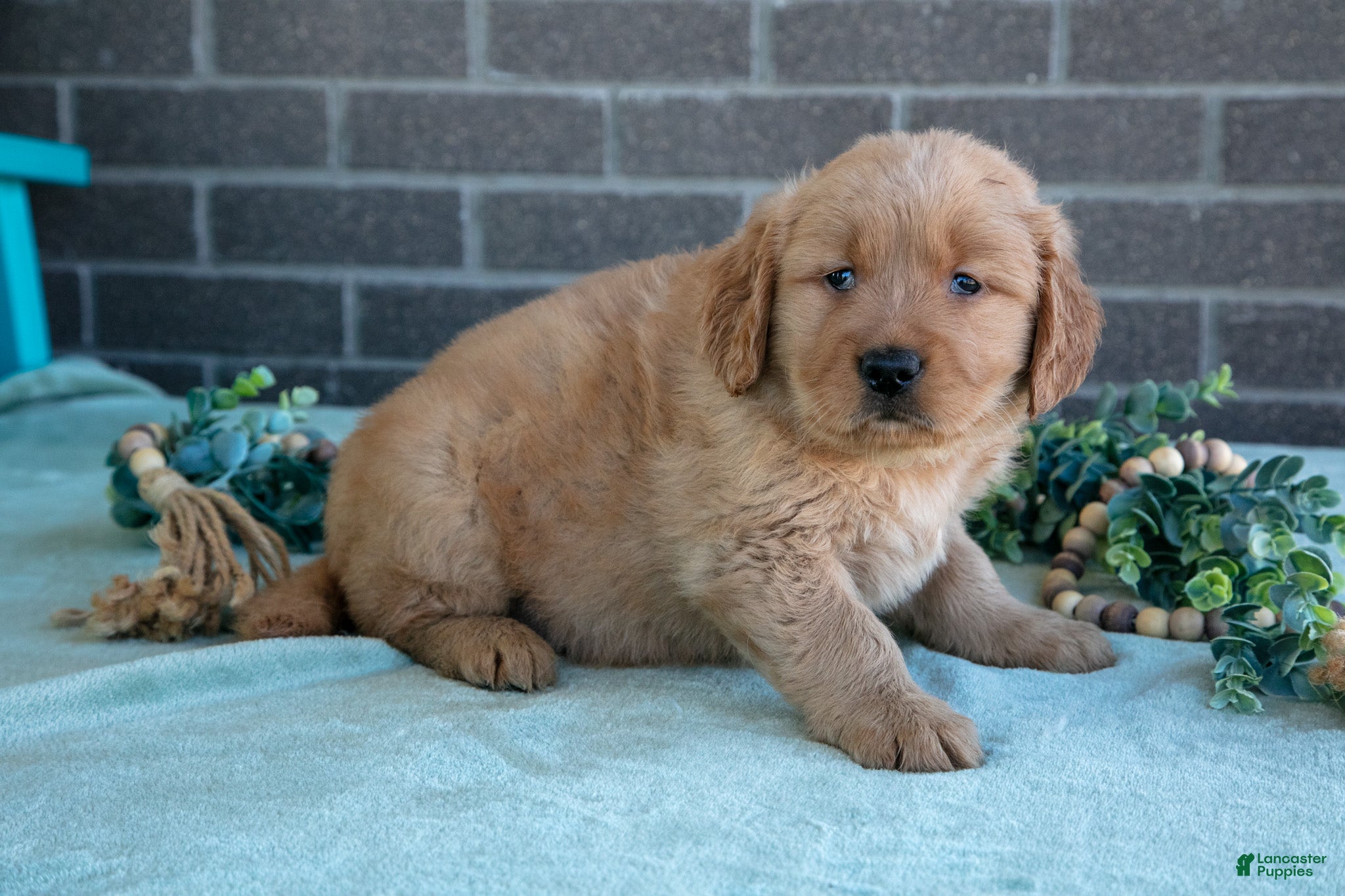 Golden Retriever dogs Trinity - Ad 2