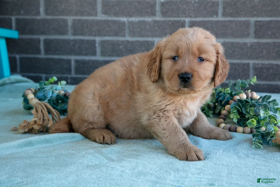 Golden Retriever dogs for sale: Trinity - Ad 2
