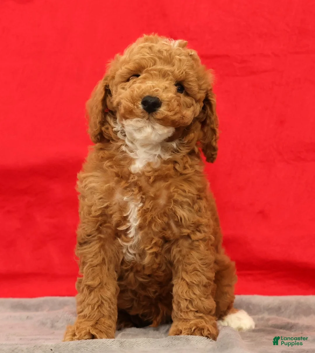Miniature Poodle dogs for sale: Milo - Ad 2