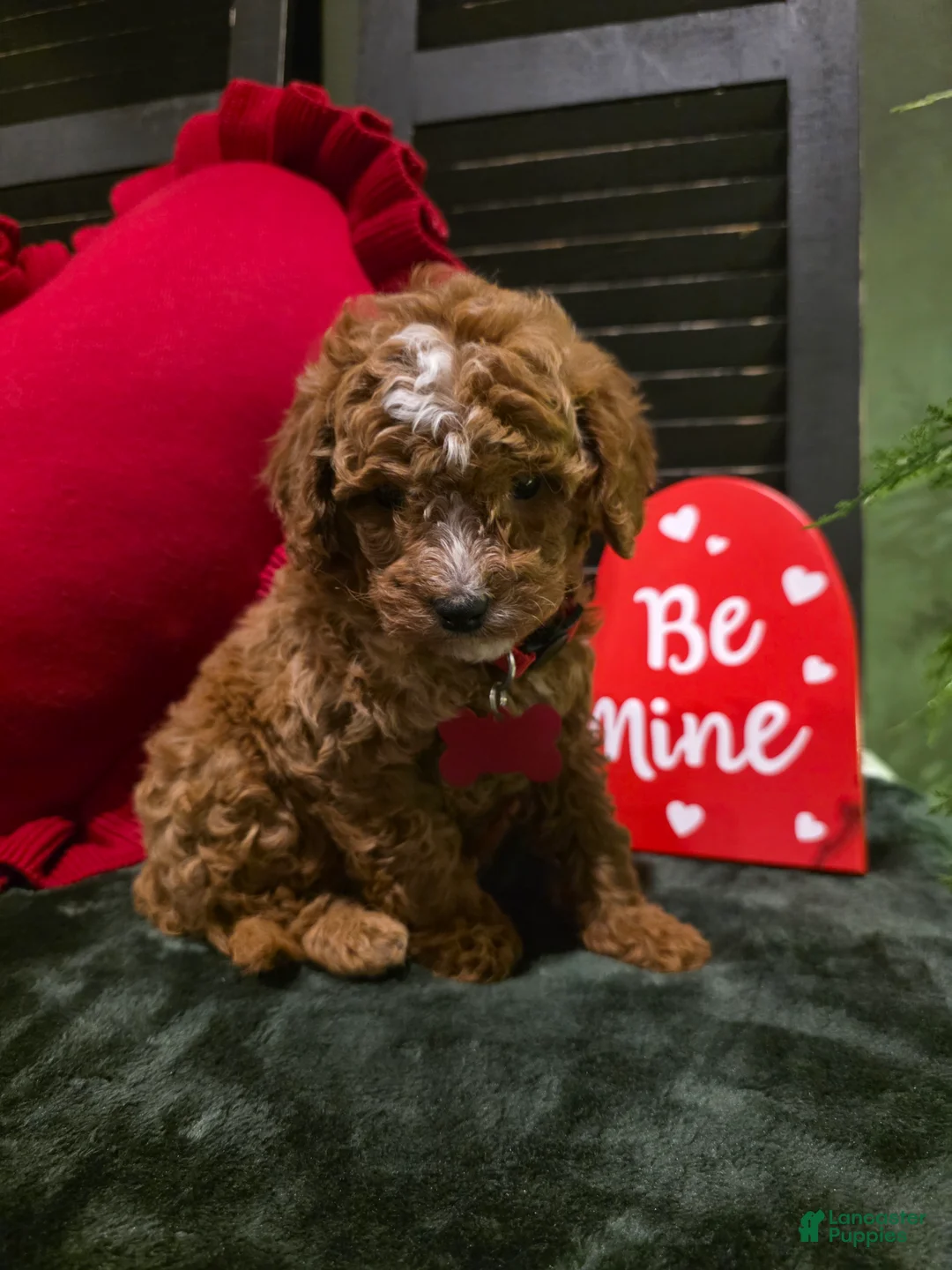 Mini Bernedoodle dogs for sale: Jax  - Ad 1