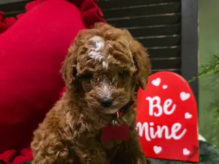 Mini Bernedoodle dogs Jax - Ad 5
