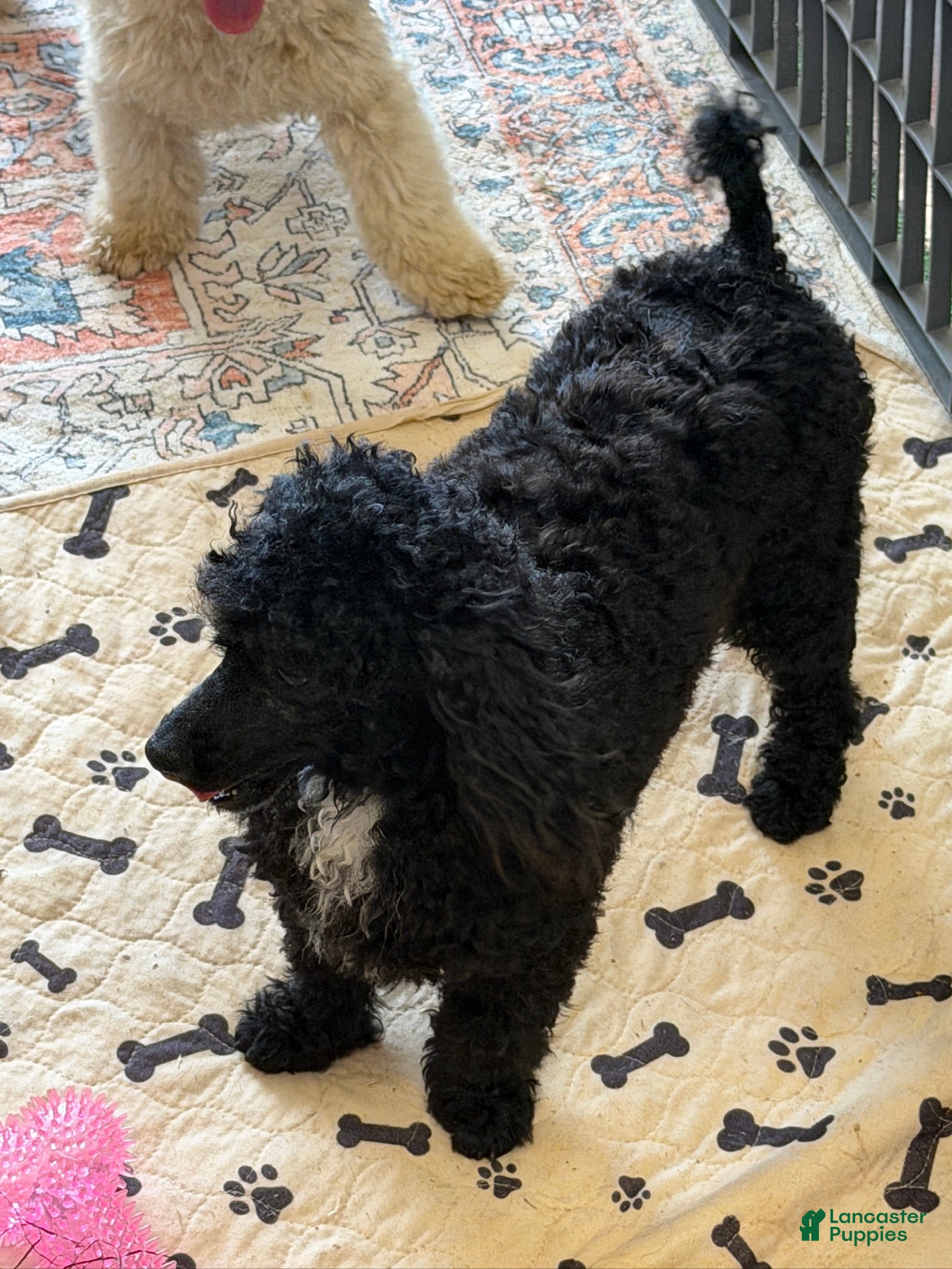 Toy Poodle dogs Prince - Ad 17