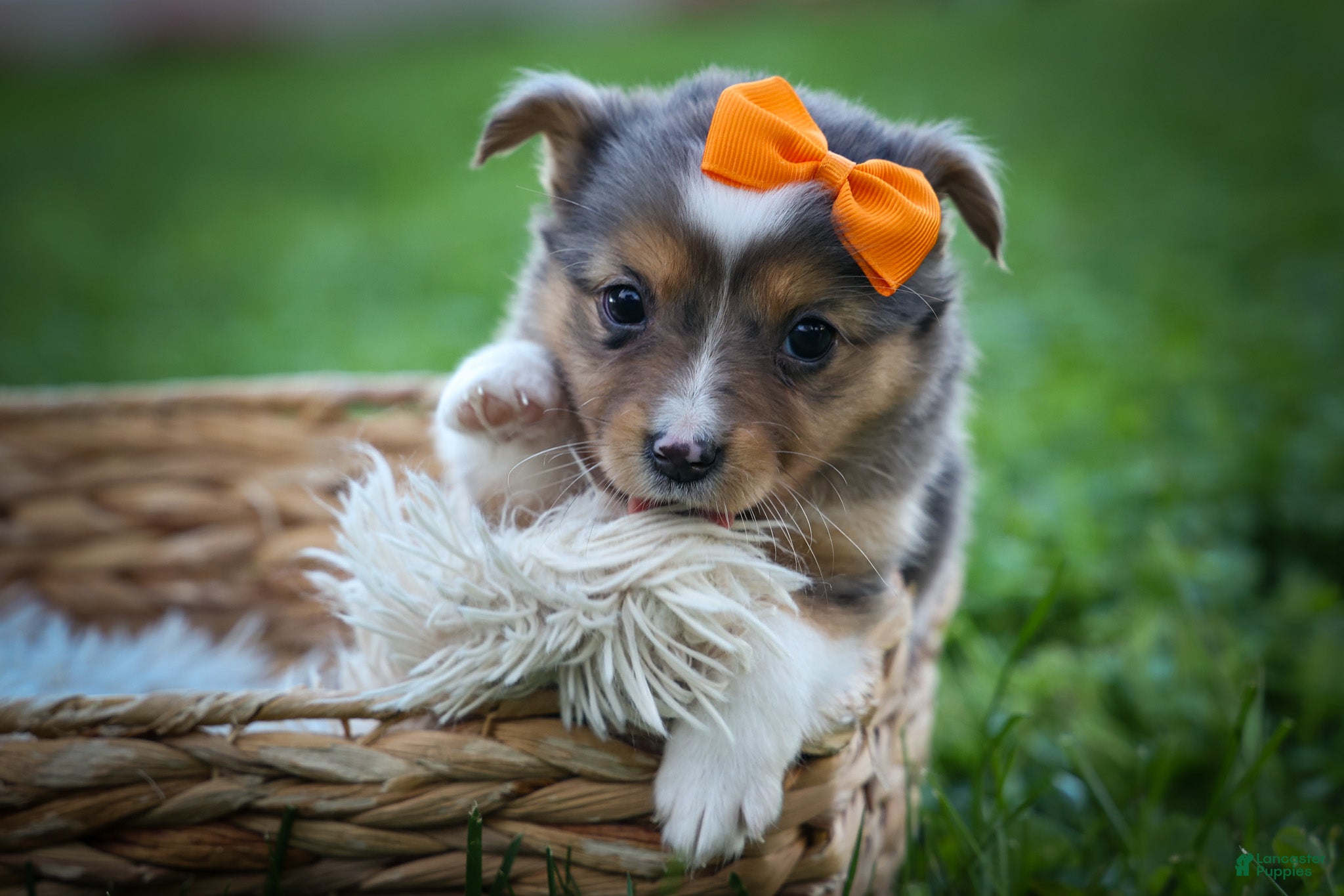 Mixed Breed dogs Gracie Lou🌸 - Ad 2