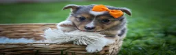 Mixed Breed dogs for sale: Gracie Lou🌸 - Ad 2