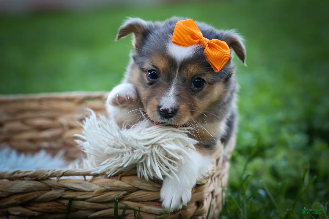 Mixed Breed dogs for sale: Gracie Lou🌸 - Ad 2