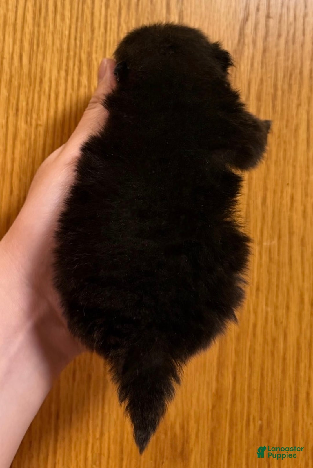 Pomeranian dogs for sale: Gabi - Ad 2