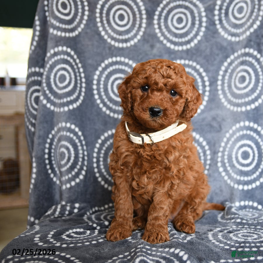 Mini Goldendoodle dogs Blaze - Ad 2