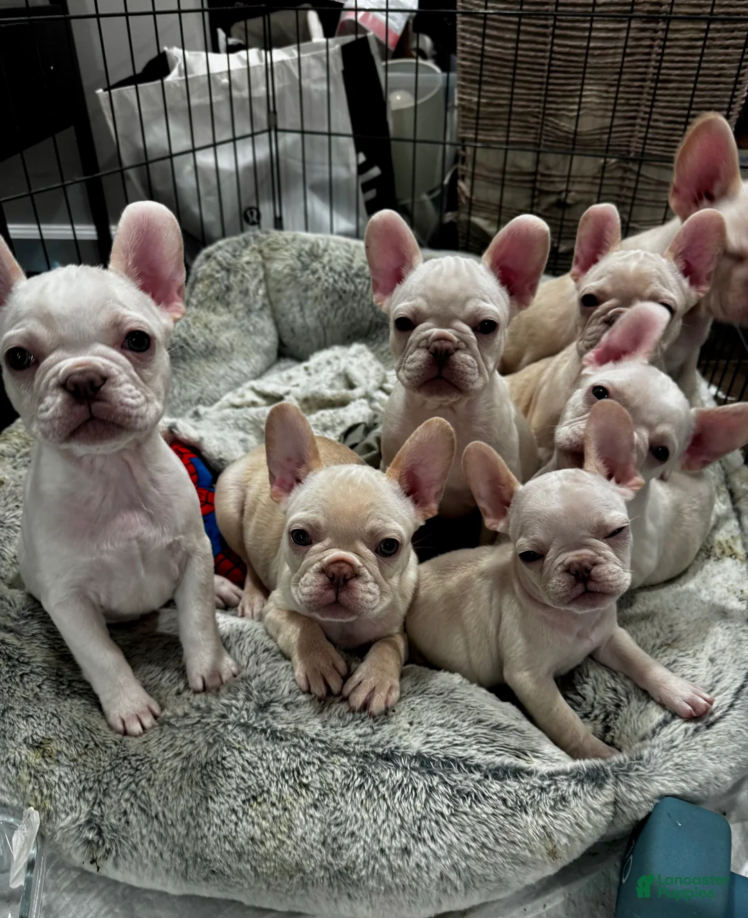 French Bulldog dogs for sale: French Bulldog Puppy 3 - Ad 4