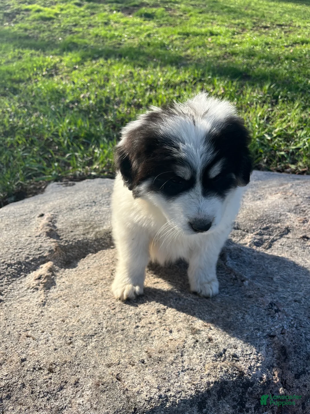 Great Pyrenees dogs for sale: Lucky - Ad 2