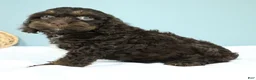 Cockapoo dogs for sale: Caleb 🫧 - Ad 6