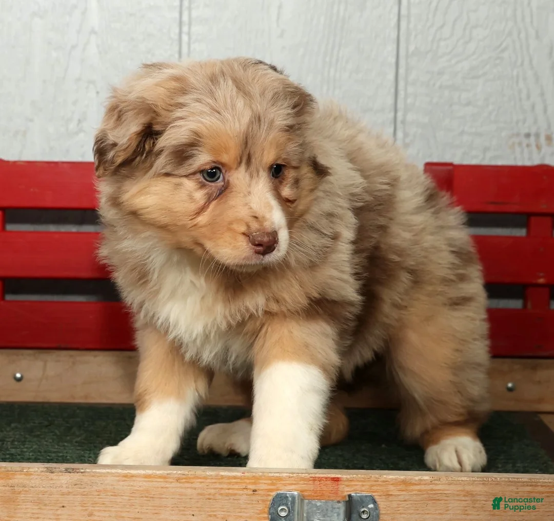 Australian Shepherd dogs for sale: Fern - Ad 6