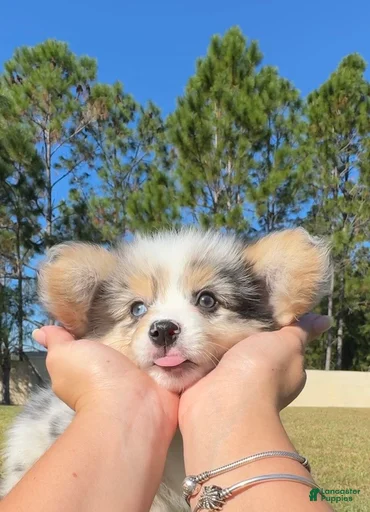 Gallery Image {{count}}