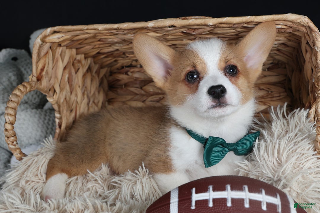 Welsh Corgi Pembroke dogs for sale: Hunter - Ad 17